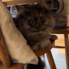 BROCKHAMPTON - SUGAR (Remix)