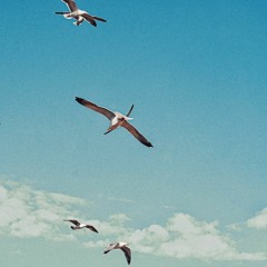 JYN - Flying Bird Set