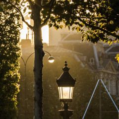 In the Morning Light