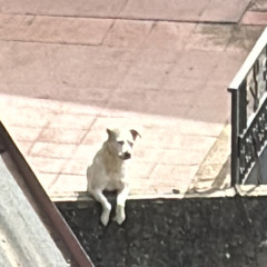 stupido (ma non mi stupirò)