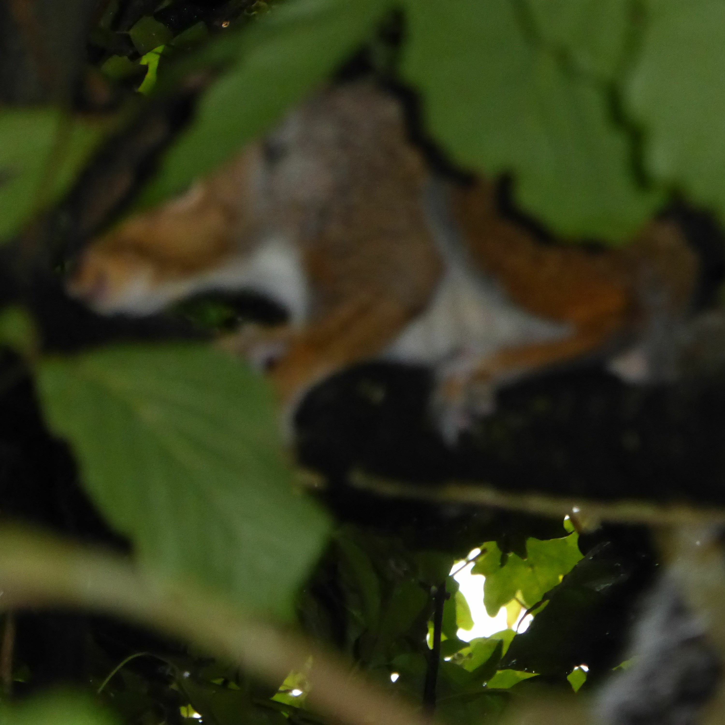2020 STRAIGHT FROM THE FIELDS 8 - GREY SQUIRREL CALLS episode artwork