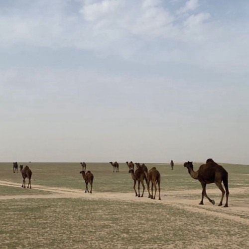 ‎⁨⚡️وقوف العزوتين ⚡️  كلمات : فالح ابو عضيده  ادا : خالد ال بريـك  حصريا 2022  💥🔥 (صوت)⁩.m4a