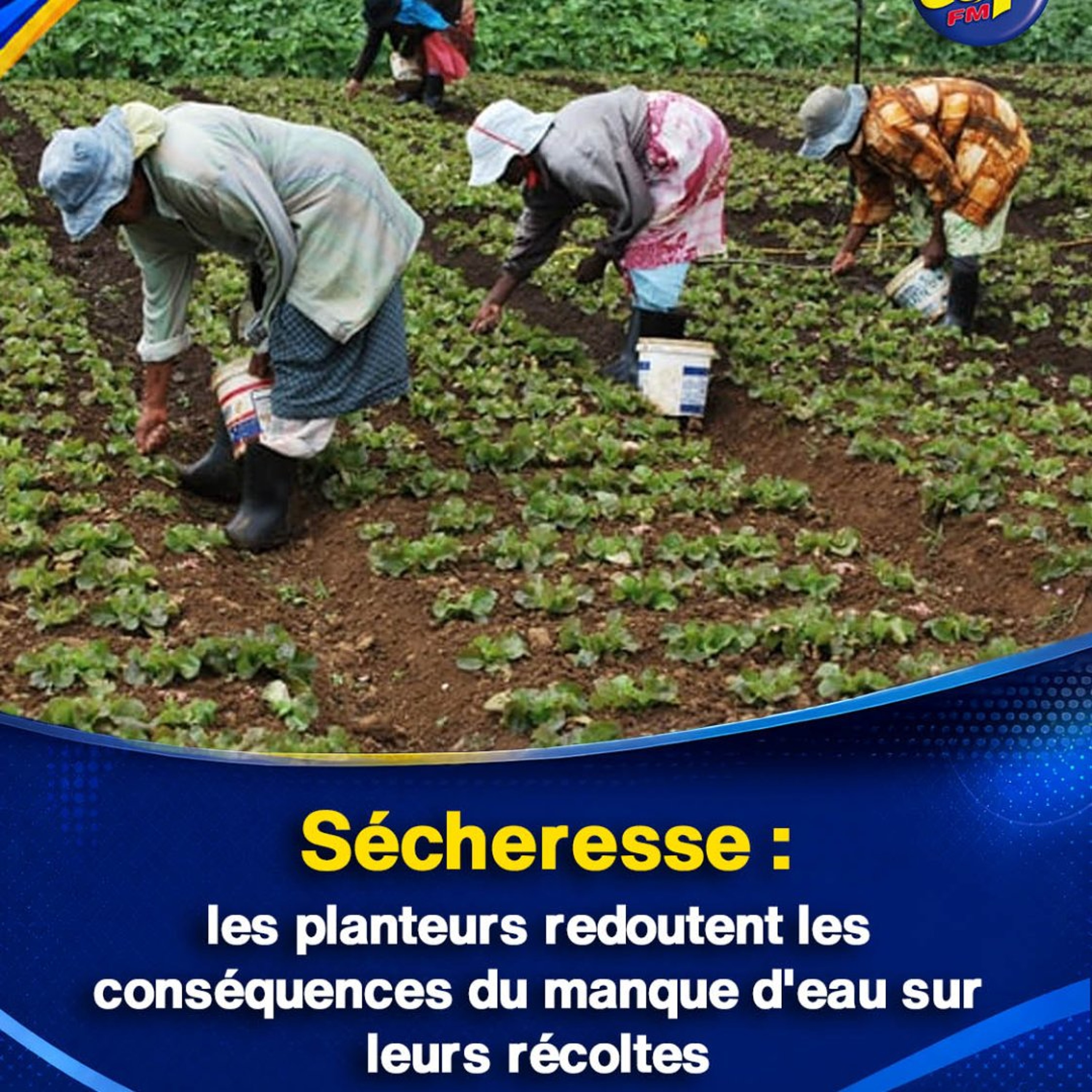 Sécheresse : les planteurs redoutent les conséquences du manque d'eau sur leurs récoltes episode artwork