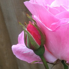 A Rose Bud by my Early Walk