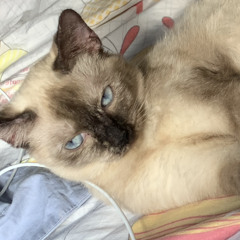 get low — madman stan : unreleased