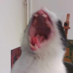 MIAUW