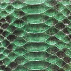 snakeskin #🐍[10k]