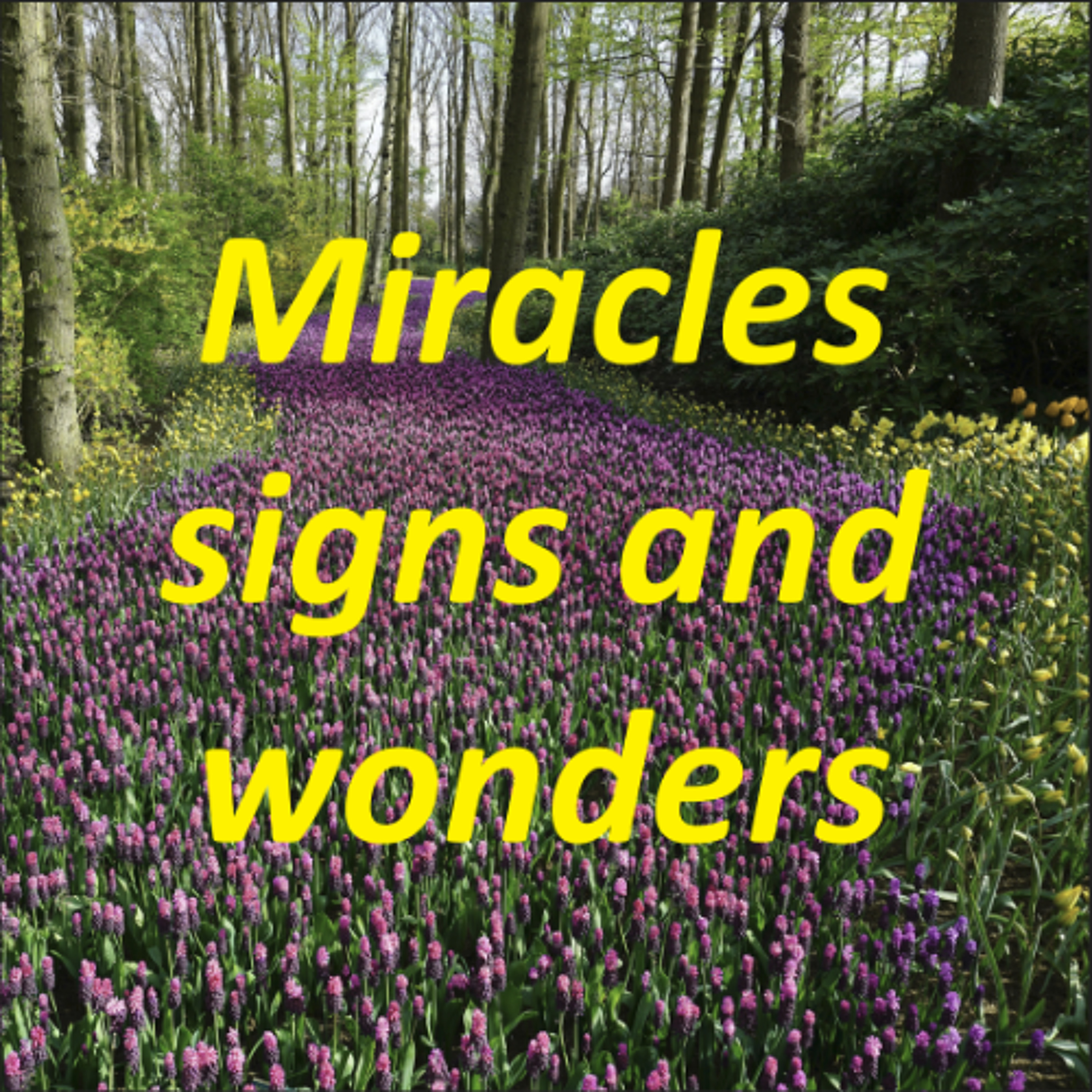 Miracles, Signs and Wonders episode artwork