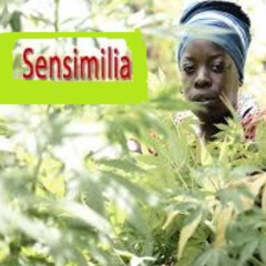 Ganja Tune- Sensimilia Crisis-1986