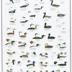 [▶️ PDF READ ⭐] Free Mac's Field Guides: Northeast Coastal Water Birds