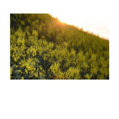 Sunshine, everybody - (Roland Trenker Edit)