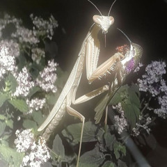 please die ft xxffcyuvcui (liho)