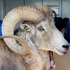 Shop Tunes @ The Purple Haze