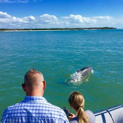Review Special Price Dolphin And Shelling Cruise For Up To 12 People