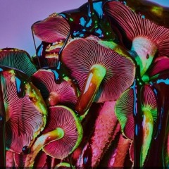 Mushrooms - Fremont
