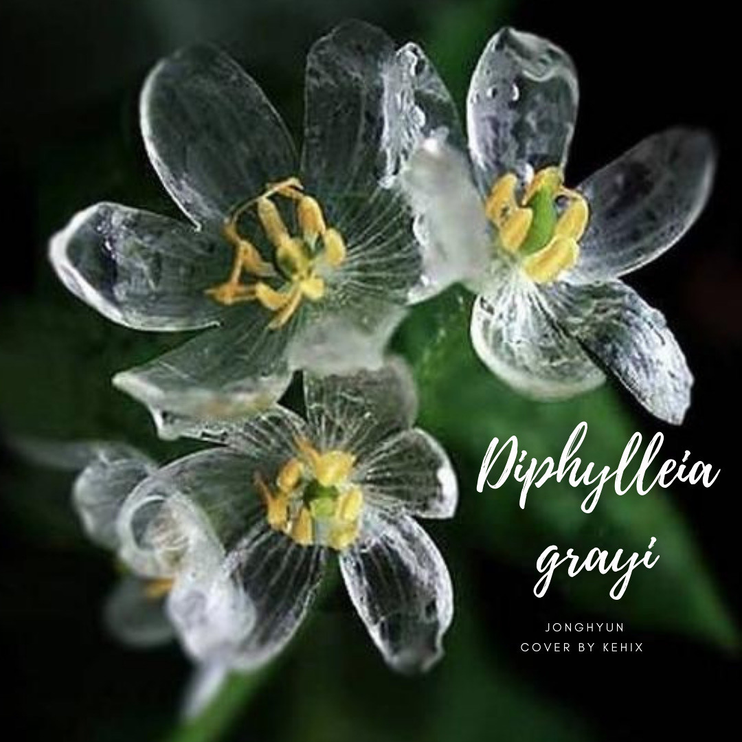 Stream JONGHYUN (종현) - “Diphylleia grayi/Skeleton flower
