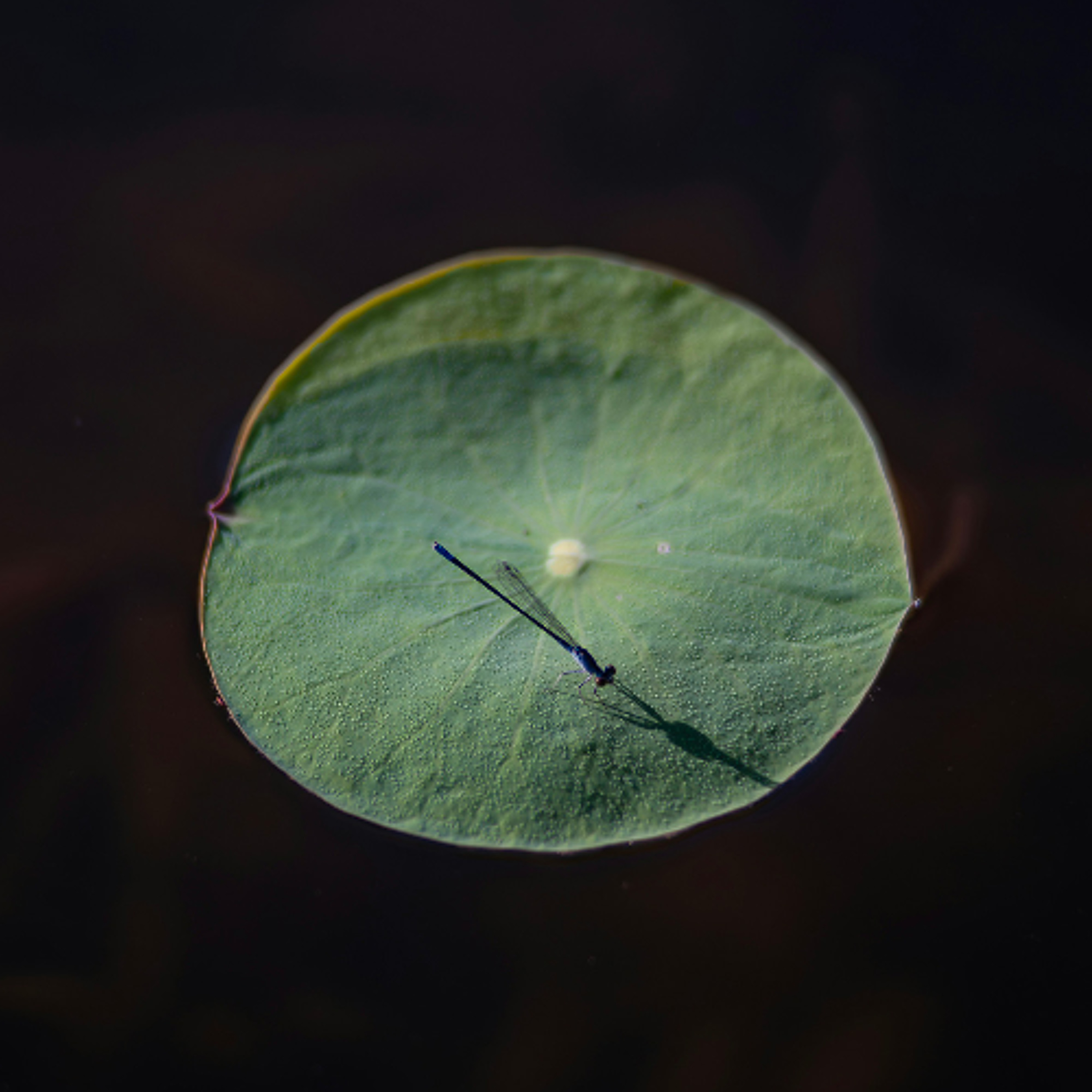 Ep. 502 Meditazione sulla impermanenza - Sabbe Saṅkhārā Aniccā