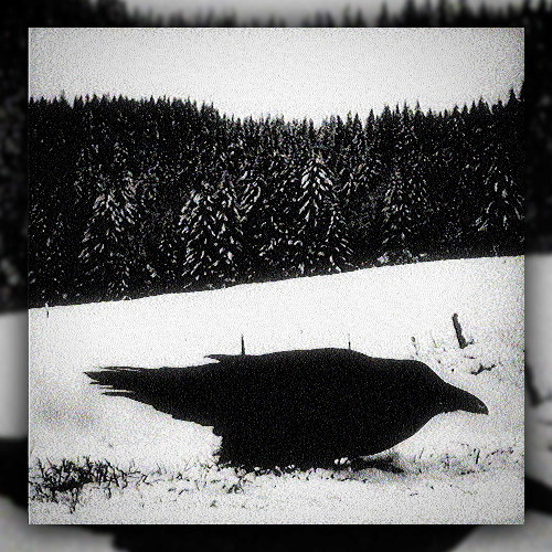A raven dies and a lynx rises from the ashes
