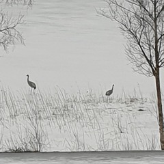 Swamps Up Nostrils - Crane Operator (Steinar Stensen Remixed)