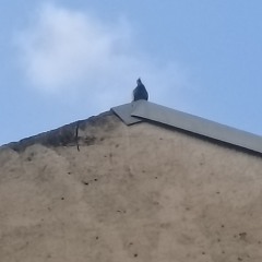 Videomancia_trilha.wav