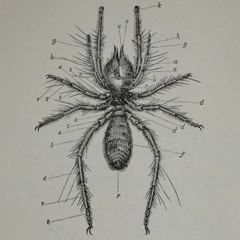 Orb Web