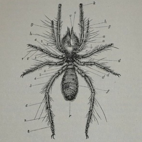 Orb Web