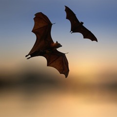 Bat Flight