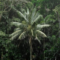 Tropical rain in the evening · Relaxing Sounds from The Light Garden Hawaii