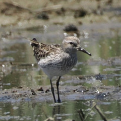 Episode 182 An eBird Milestone