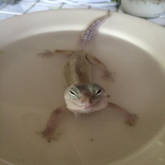 Accept My Phases - Tex & Noodles