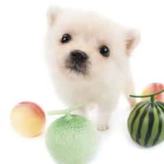 house music for dogs