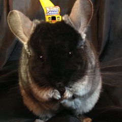 IMMA CHINCHILLA N***A