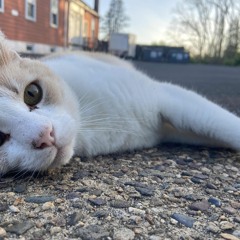 i love my cats