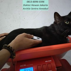0813-8096-0396 Dokter Hewan yang Buka Hari Ini Jakarta Selatan