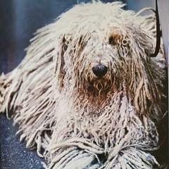 La Brigade Cynophile w/ Félicitude (29.04.2021)