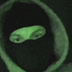 misguided slowed [yeat only]  prod. sapjer + wtrpddles