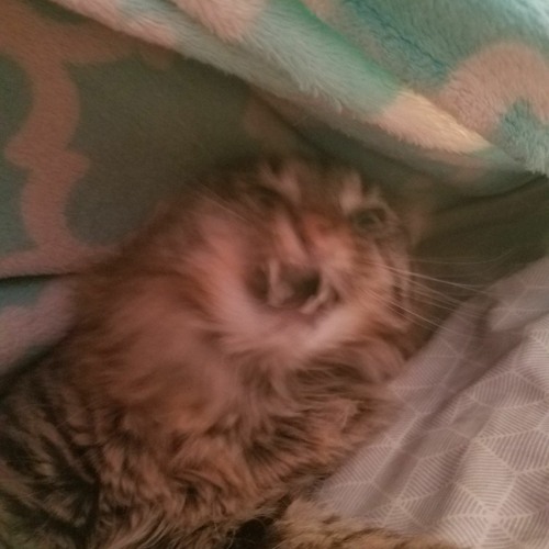 Stream My Dream Meme Slightly Slowed By Mun Wrath S Tunes Listen Online For Free On Soundcloud