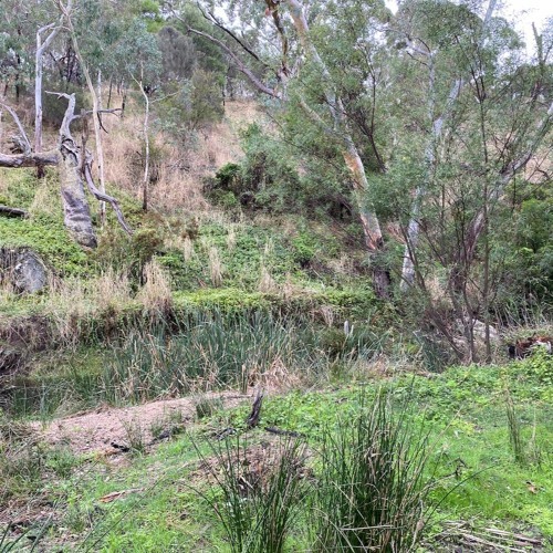 FKISM: Carrickalinga Creek ‘Beach’, Yankalilla - April 2023