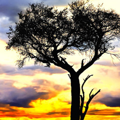 Evening