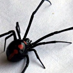 Pikizim Diferente 004