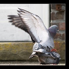 Ya Dad Bucks Pigeons