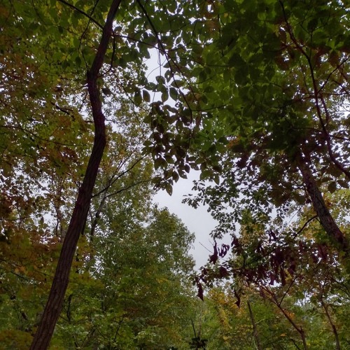 watch the forest online free no sign up watch the forest online free no sign up
