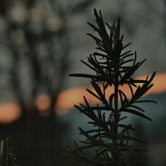 Staccato Travel in the Industrial Forest (Field Recording Mix)