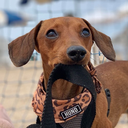 De los Tritones - Hernan Garcia