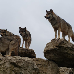Instinct animal