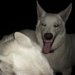 Never Got Off The High