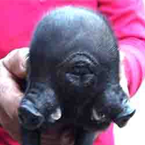 zm̶̱̌̎͜͝_NEMESiS_v4