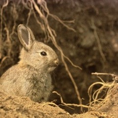 🐇 im  Bau