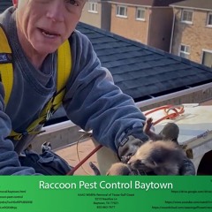 Raccoon Pest Control Baytown - AAAC Wildlife Removal of Texas Gulf Coast