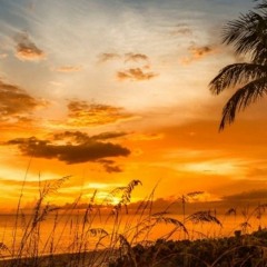 Sunshine State No. 9